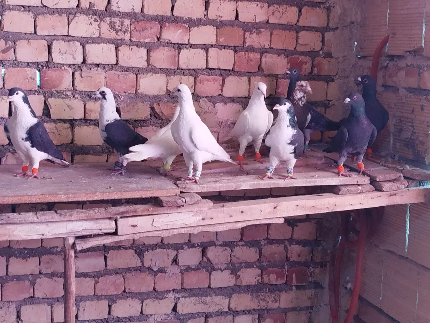 کفتر|پرنده|مشهد, كنويست|دیوار