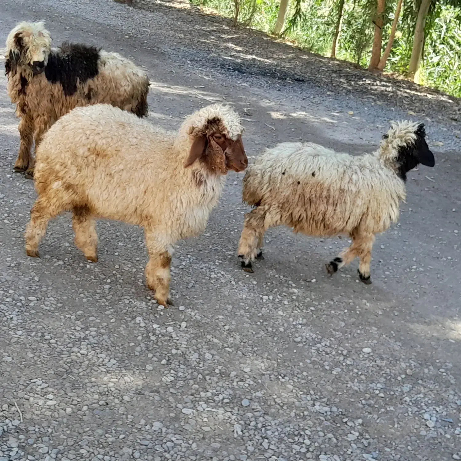 میش چاق چپر و ۳تا بره|حیوانات مزرعه|شوشتر, |دیوار