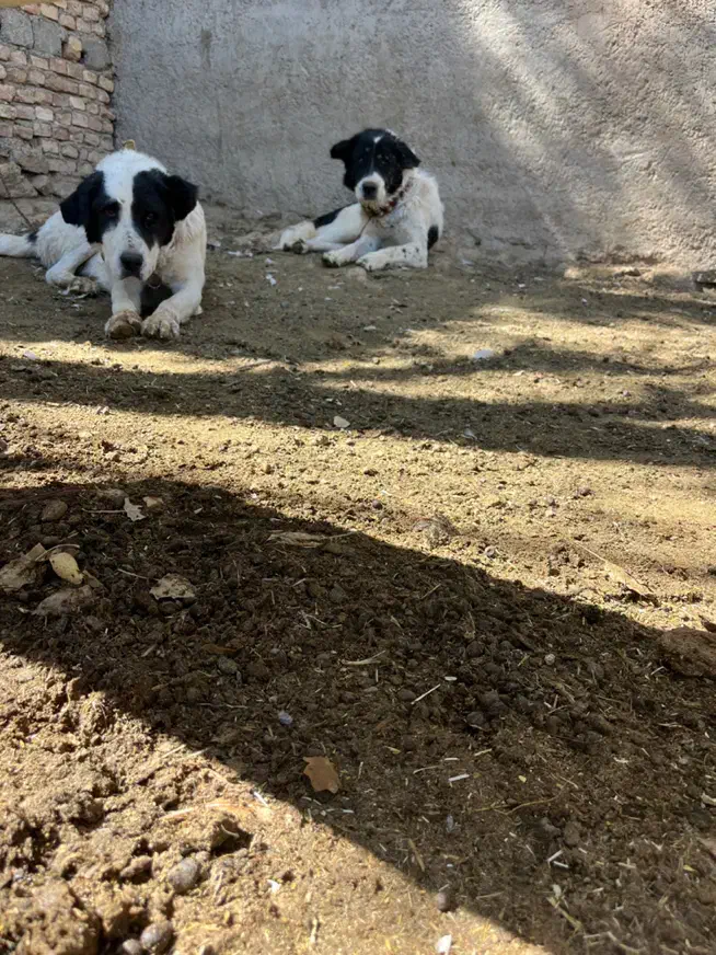 سگ گله|سگ|داران, |دیوار