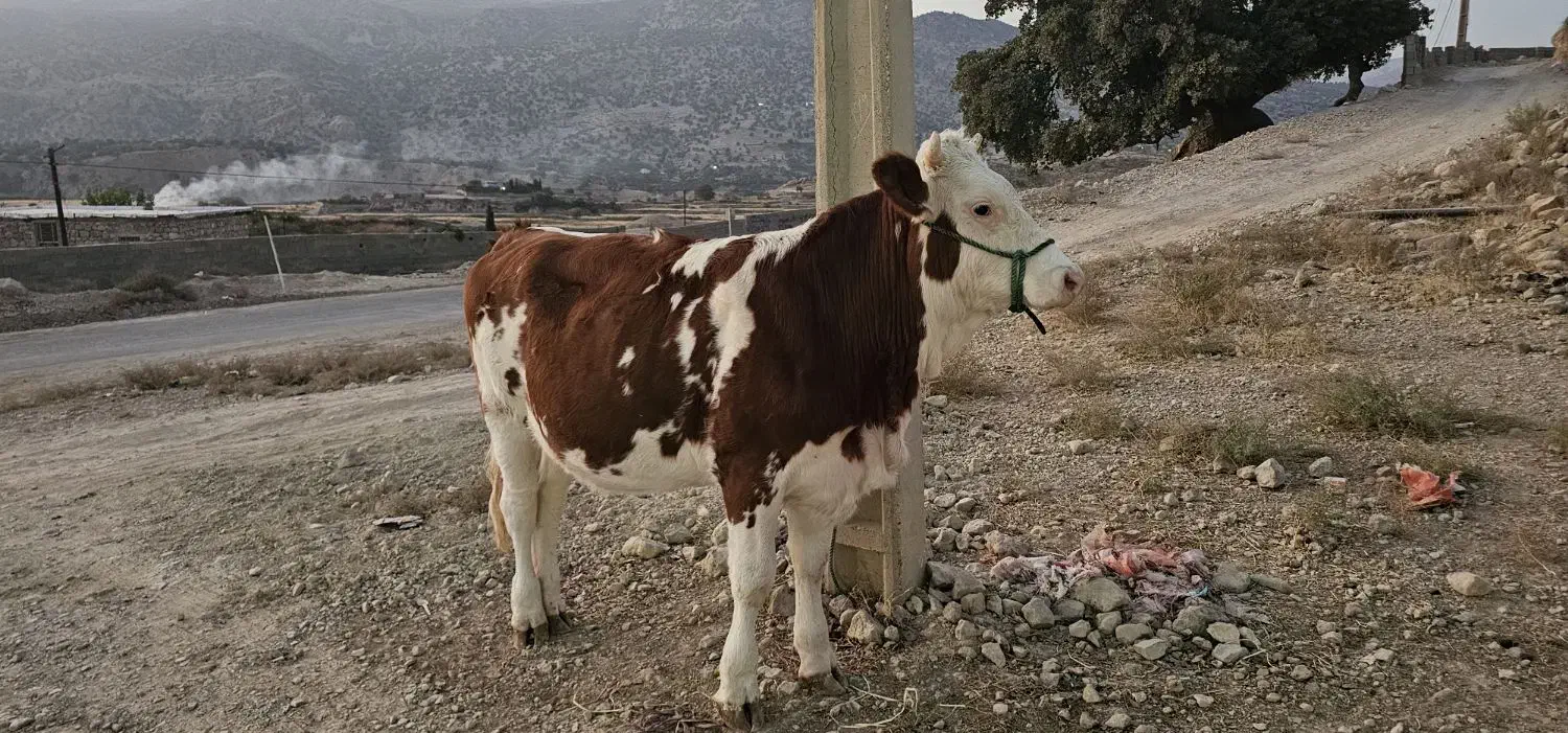 گاو نوبر|حیوانات مزرعه|ارژن, |دیوار