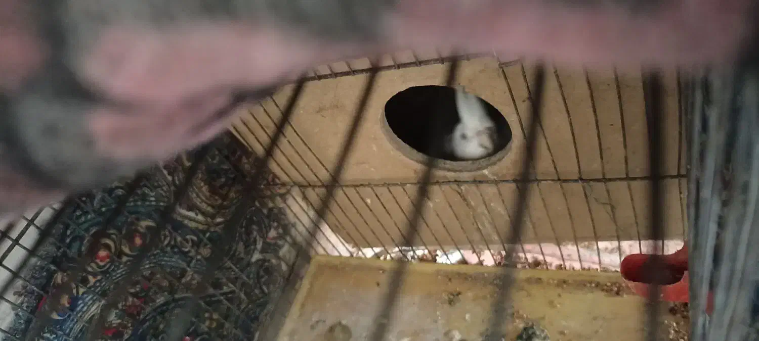 عروس هلندی گمشده در محمد آباد گرگان|حیوانات|گرگان, |دیوار