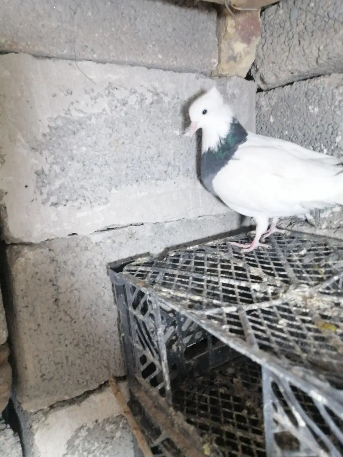 جوفت توقی فوروشی فوری بستک|پرنده|بستک, |دیوار