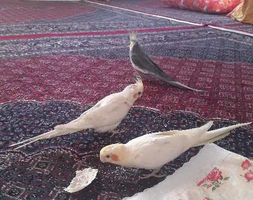 جفت مولد و سرحال|پرنده|مهاباد (آذربایجان غربی), |دیوار