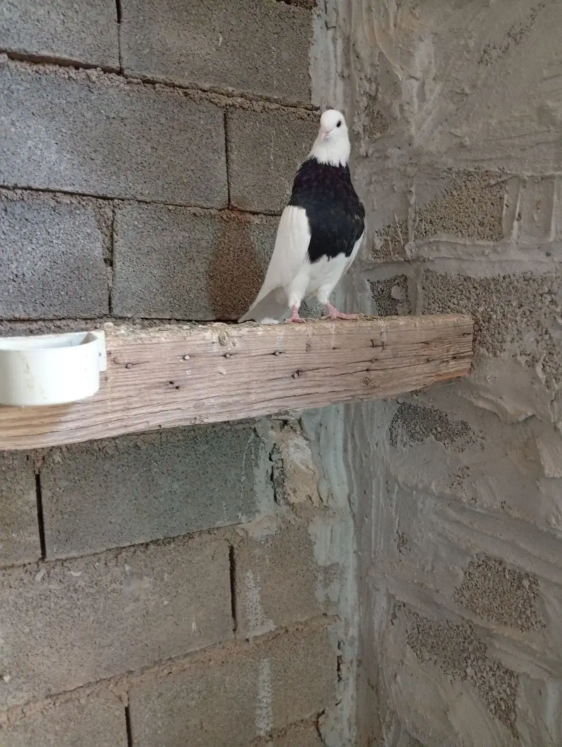 طوقی سیاه|پرنده|امیدیه, |دیوار