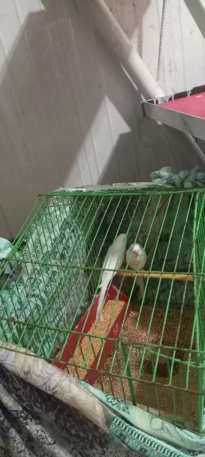 مرغ عشق|پرنده|بجنورد, |دیوار