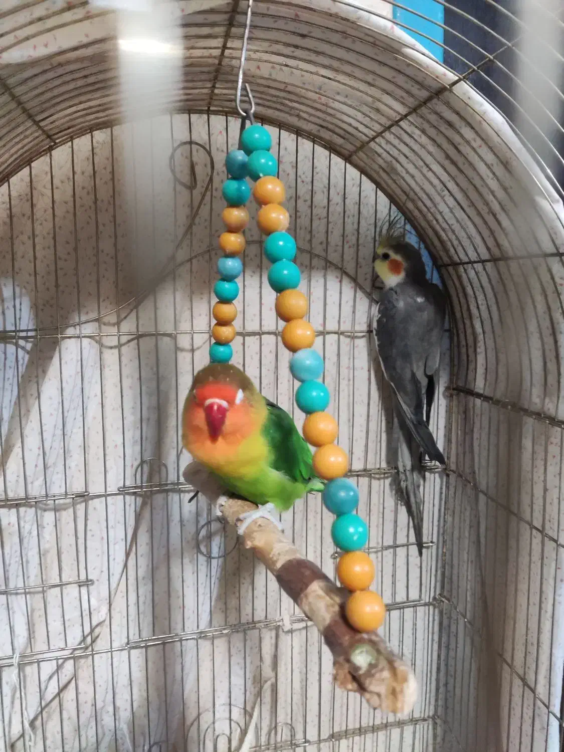 عروس هلندی طوطی کتوله|پرنده|زرند, |دیوار