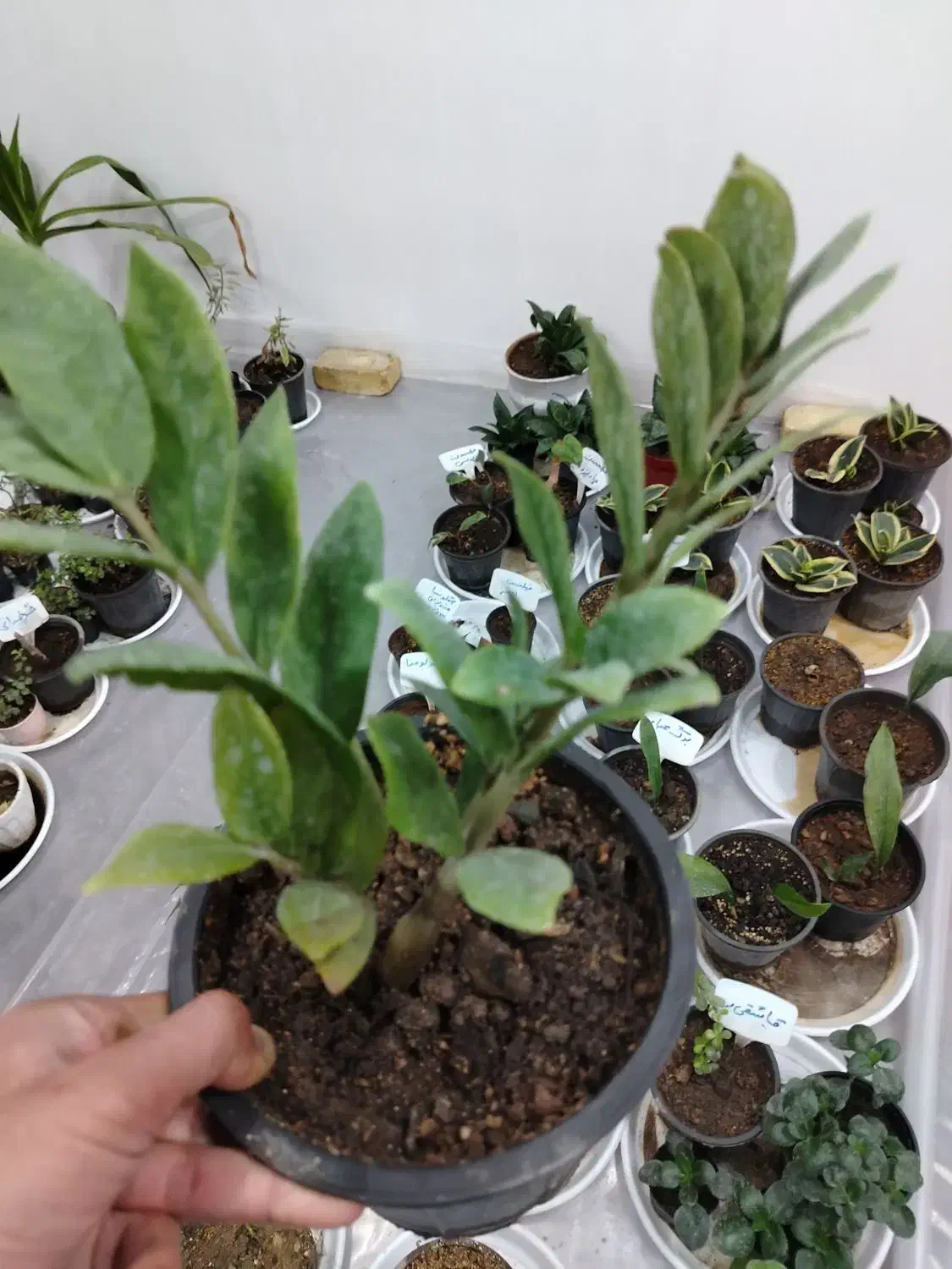 انواع گل آپارتمانی با ارسال رایگان|گل و گیاه طبیعی|پیر بکران, |دیوار