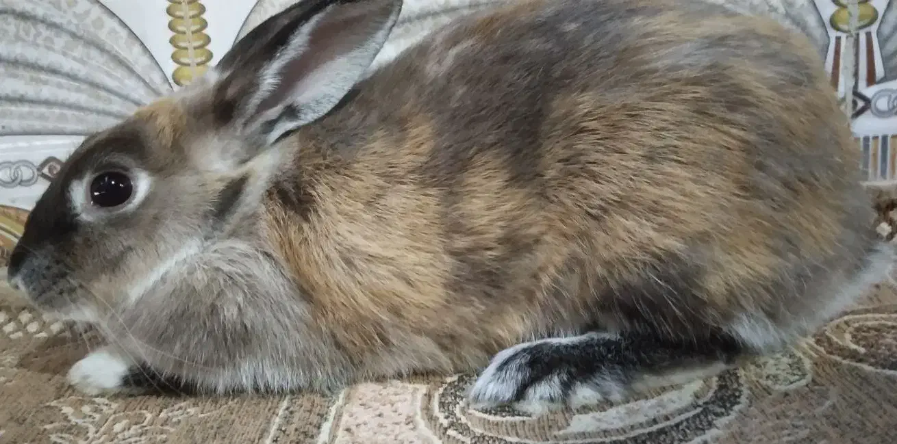 خرگوش ماده جرسی|موش و خرگوش|سراوان, |دیوار