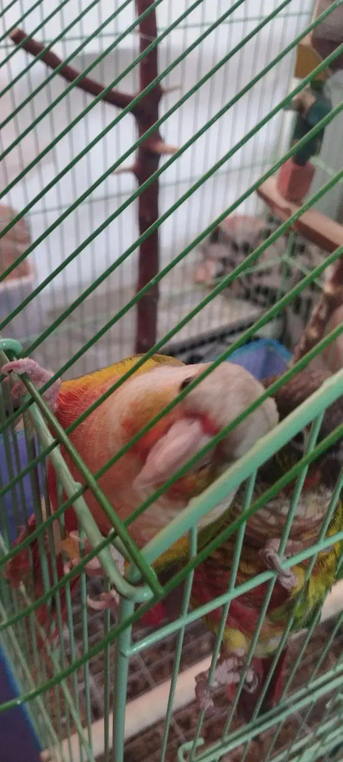 جفت گرینچیک دستی سخنگو|پرنده|کوهبنان, |دیوار