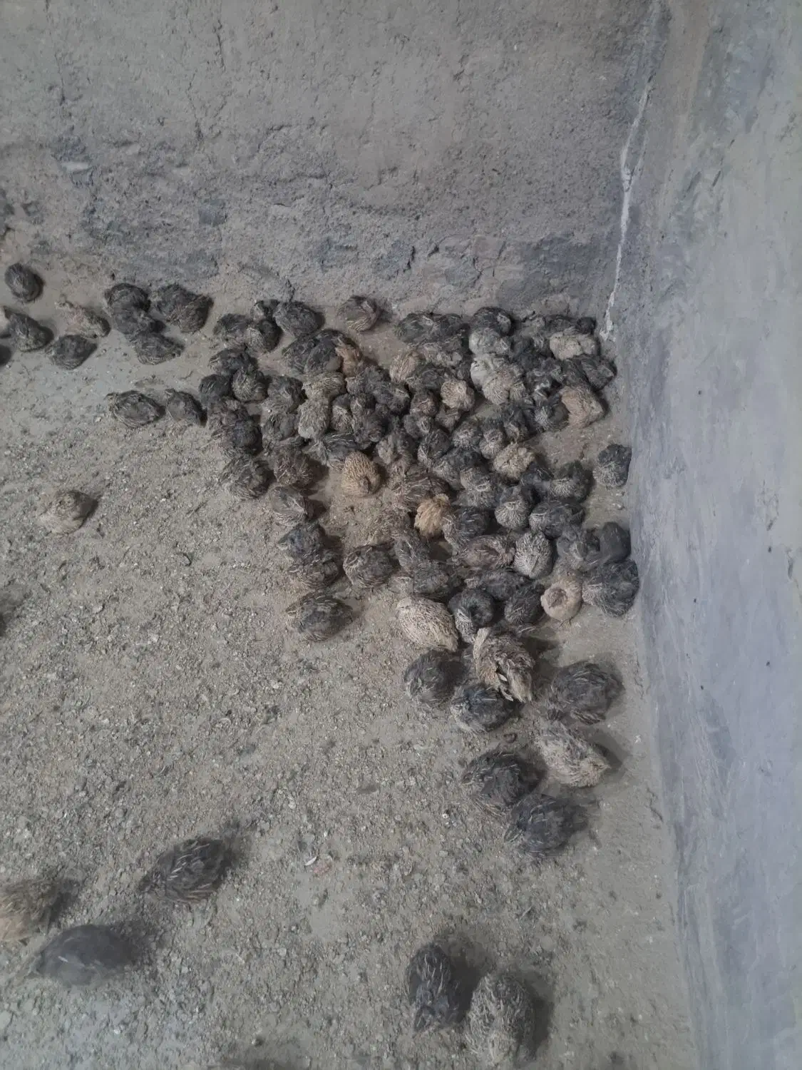 بلدرچین مولد|حیوانات مزرعه|قنوات, |دیوار