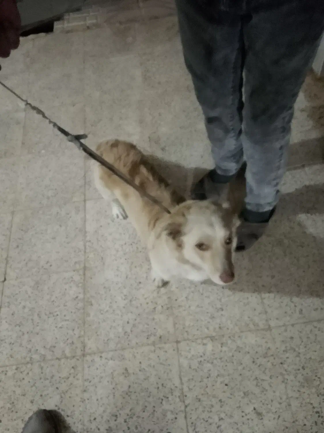 سگ خانگی|سگ|حلب, |دیوار