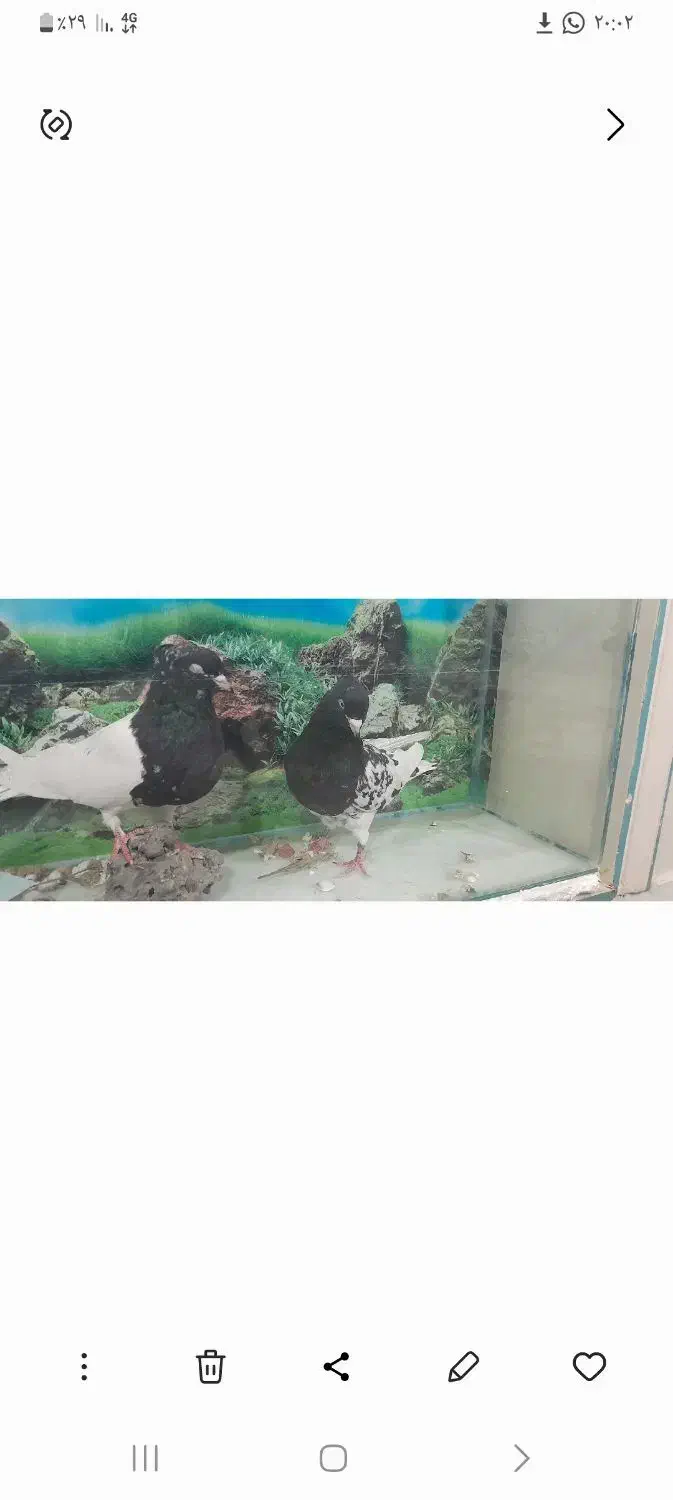 نرو ماده کله سیاه|پرنده|کیار, |دیوار