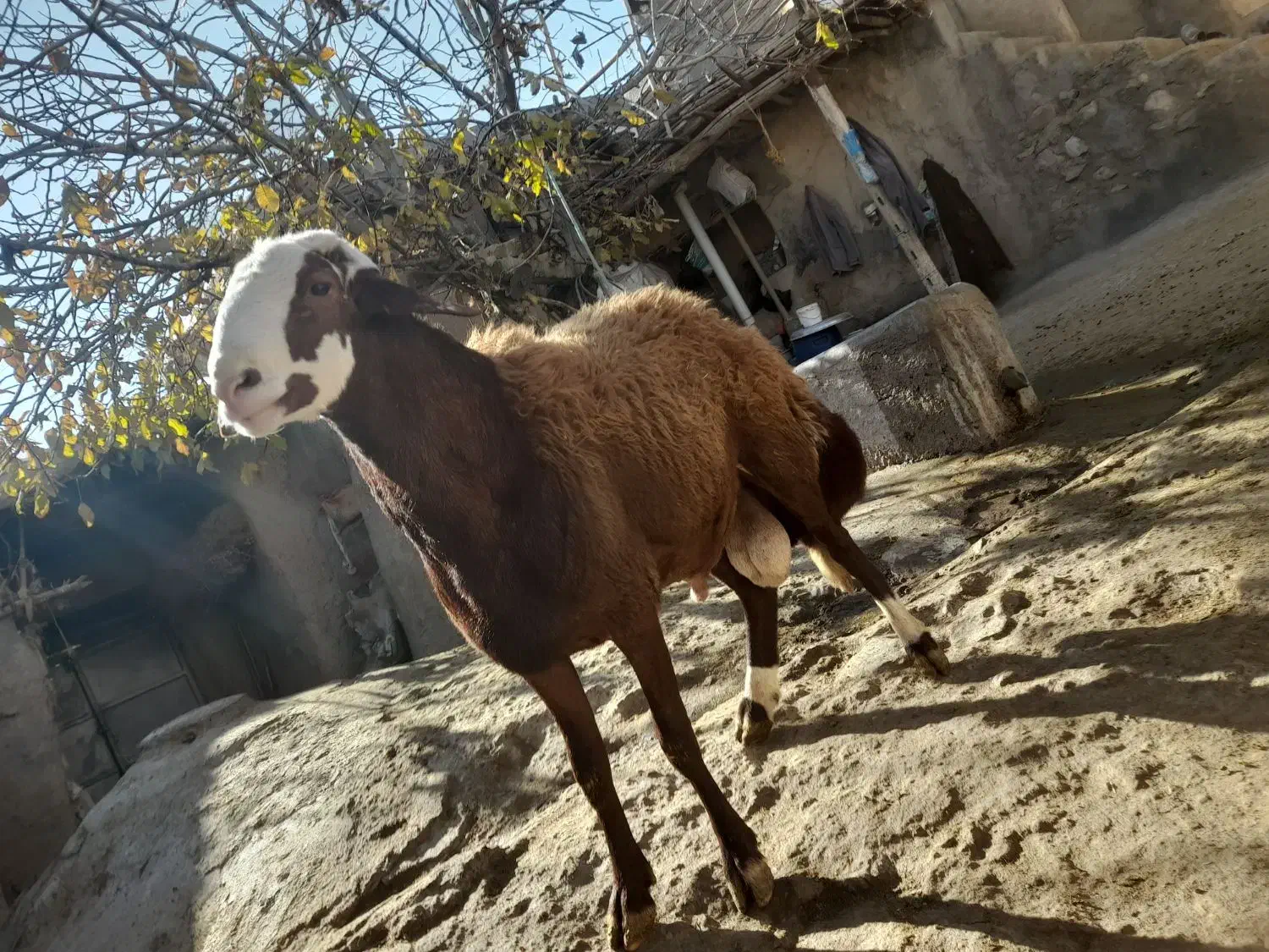 گوسفند مهربان نسل قدیم|حیوانات مزرعه|قلقل رود, |دیوار