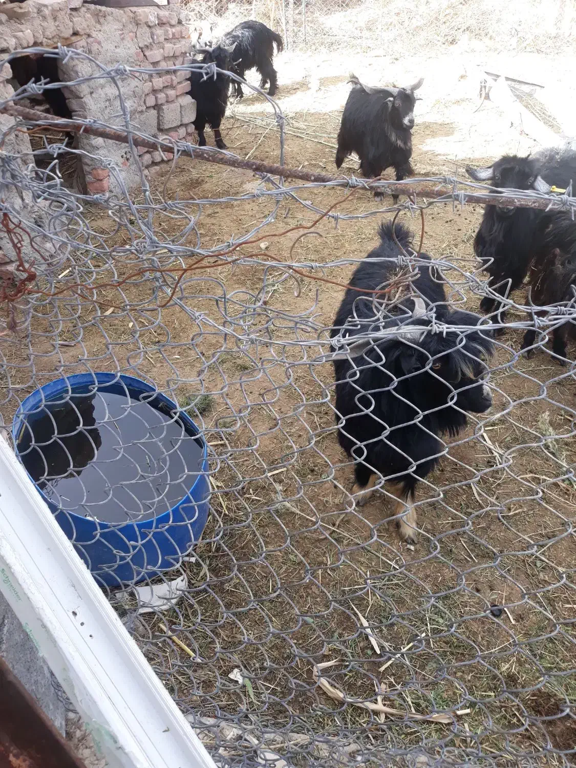 چبش چاق|حیوانات مزرعه|زاهدان, |دیوار