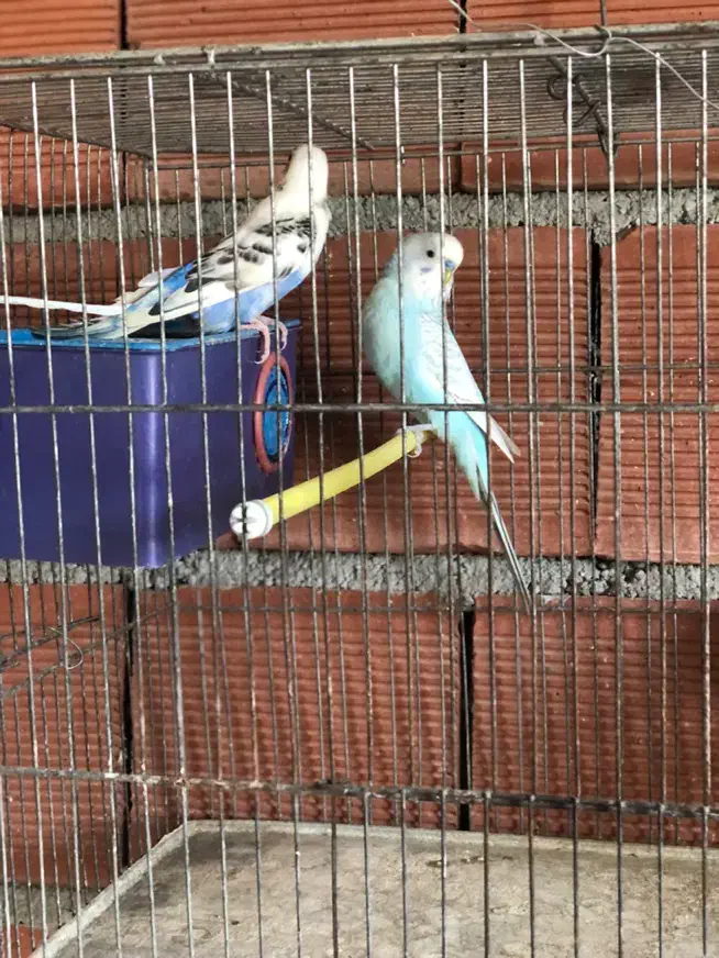 مرغ عشق مولد|پرنده|آستارا, |دیوار