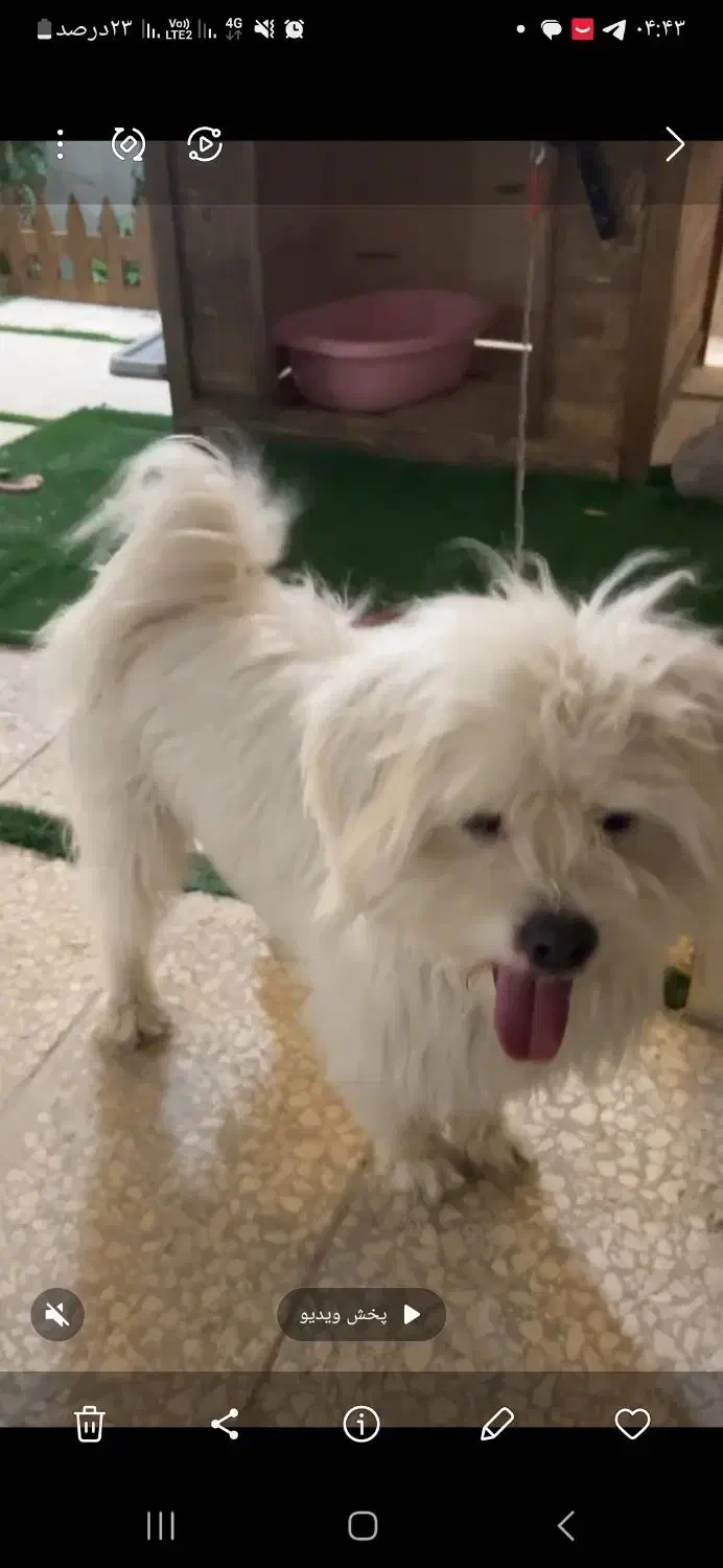 سگ مفقود شده گم شده|حیوانات|فریمان, |دیوار