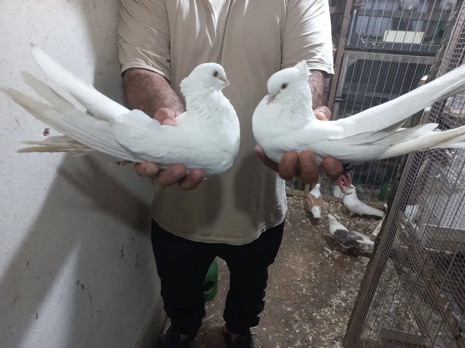 پرنده.کبوتر|پرنده|ساری, |دیوار