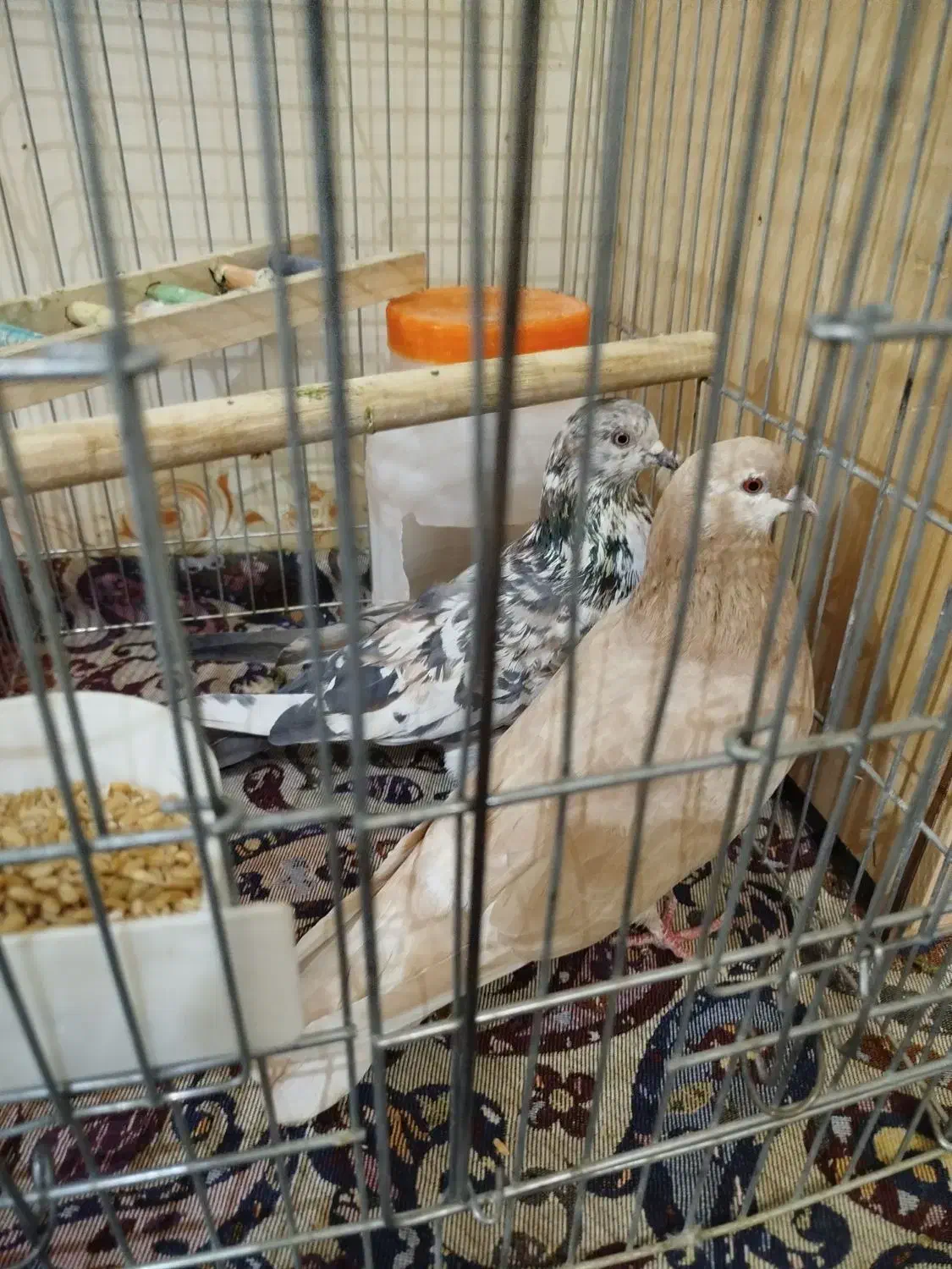 کفتر جفت|پرنده|ری, شهادت|دیوار