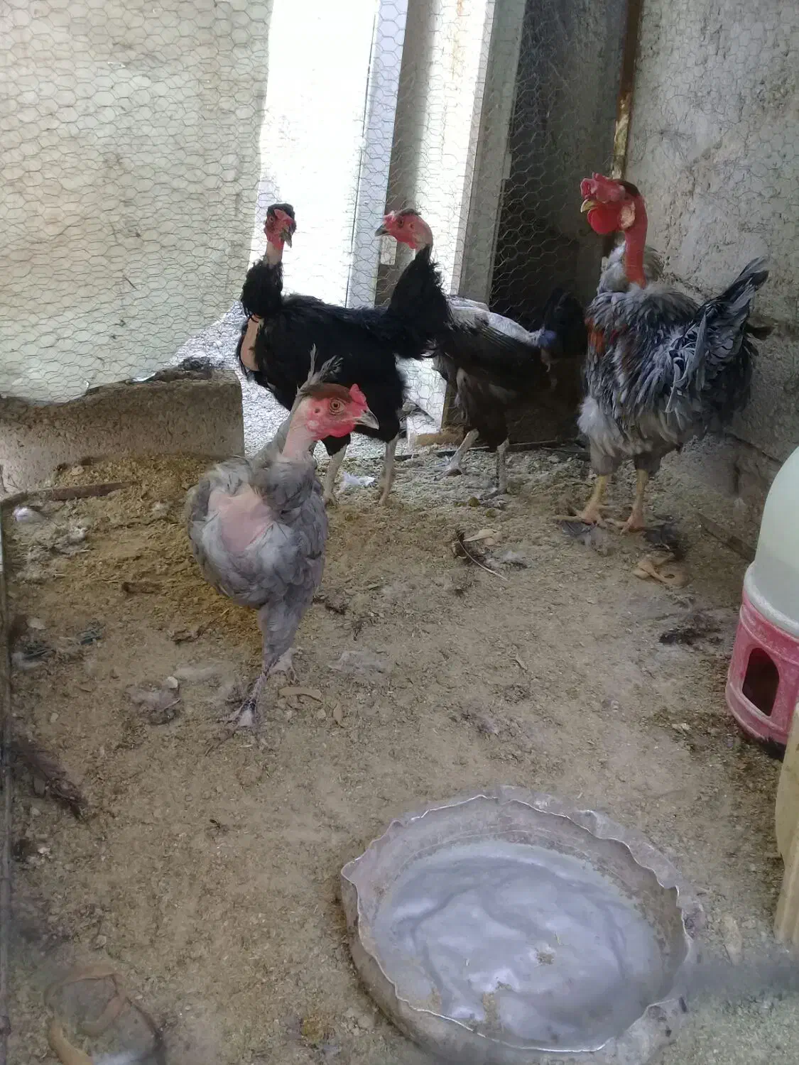 سلام ۴ عدد مرغ وخروس گردن لخت جوان|حیوانات مزرعه|راور, |دیوار