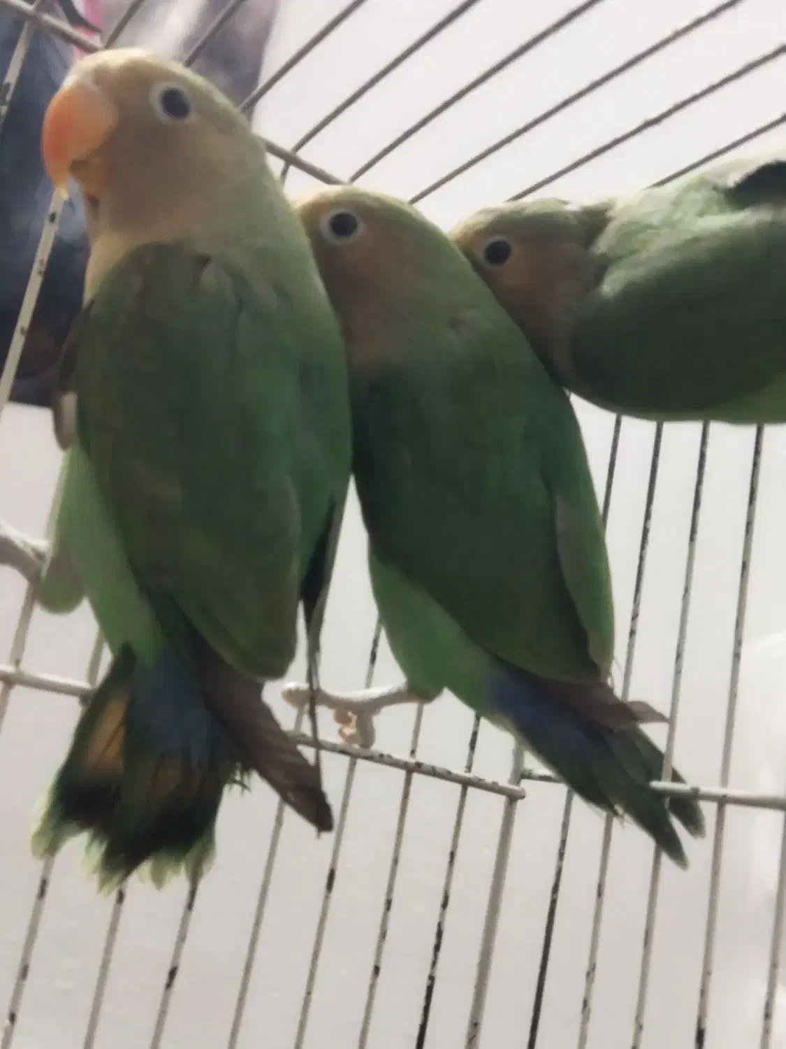 ۳ عدد طوطی بریزیلی بازیگوش|پرنده|تهران, یافتآباد|دیوار