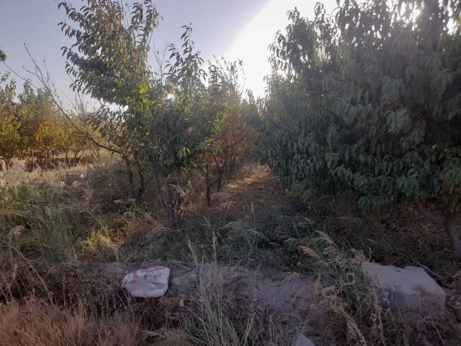 زمین باغی،۷۰۰متر،سند تک برگ،شهریار،دهشادبالا|فروش زمین و ملک کلنگی|شهریار, دهشاد بالا|دیوار