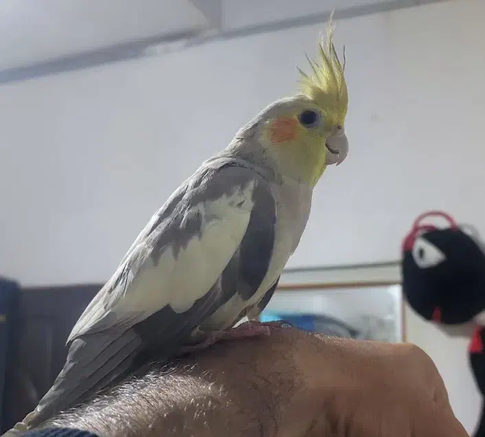 عروس هلندی|پرنده|شیروان (خراسان), |دیوار