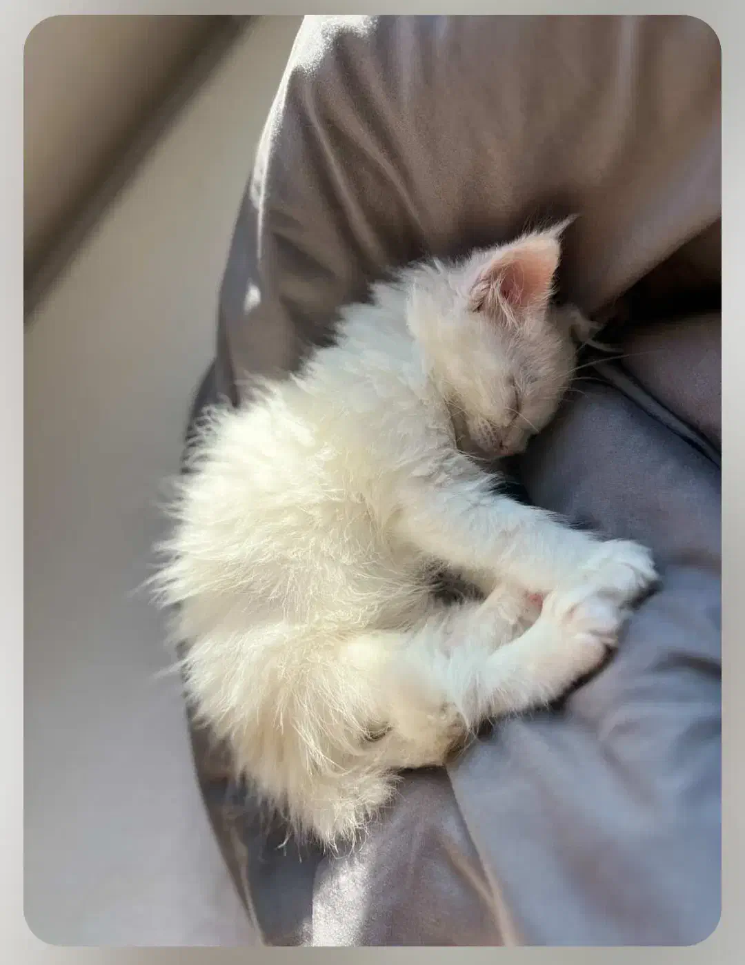 گربه پرشین ماده|گربه|فاضل آباد, |دیوار