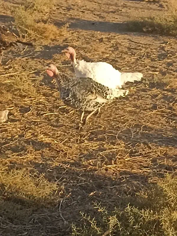 بوقلمون|حیوانات مزرعه|طاغنکوه, |دیوار