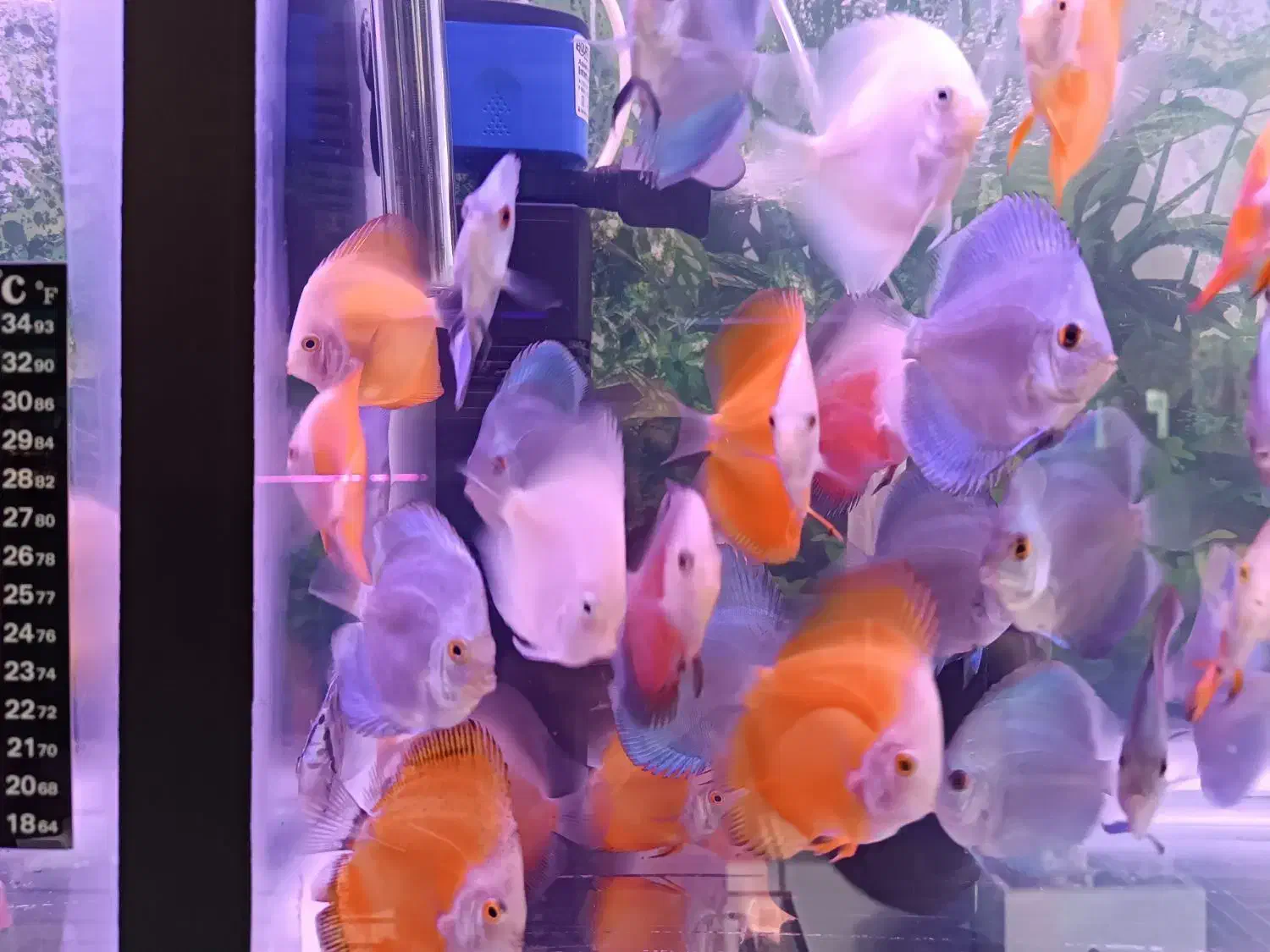 ماهی دیسکس|ماهی|اردبیل, |دیوار