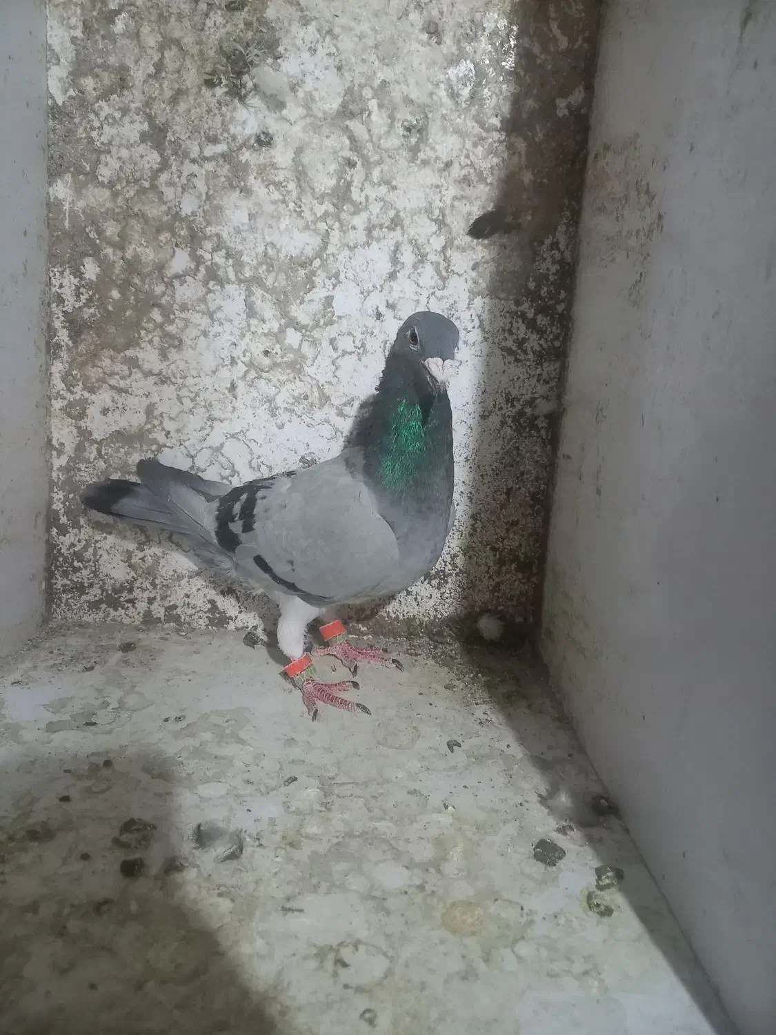 مسافتی ماده|پرنده|سمنان, |دیوار