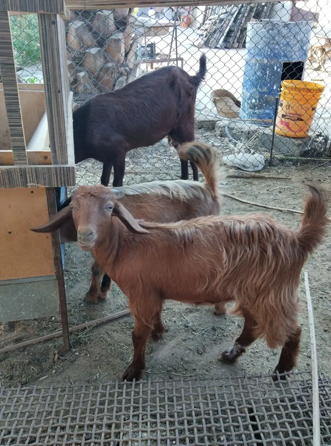 کهره ماده|حیوانات مزرعه|وحدتیه, |دیوار