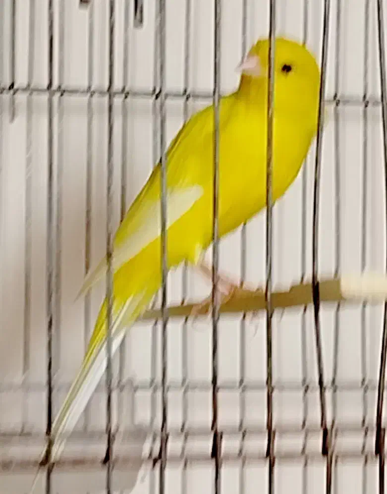 قناری رسمی بلند|پرنده|اهواز, شهرک الهیه|دیوار