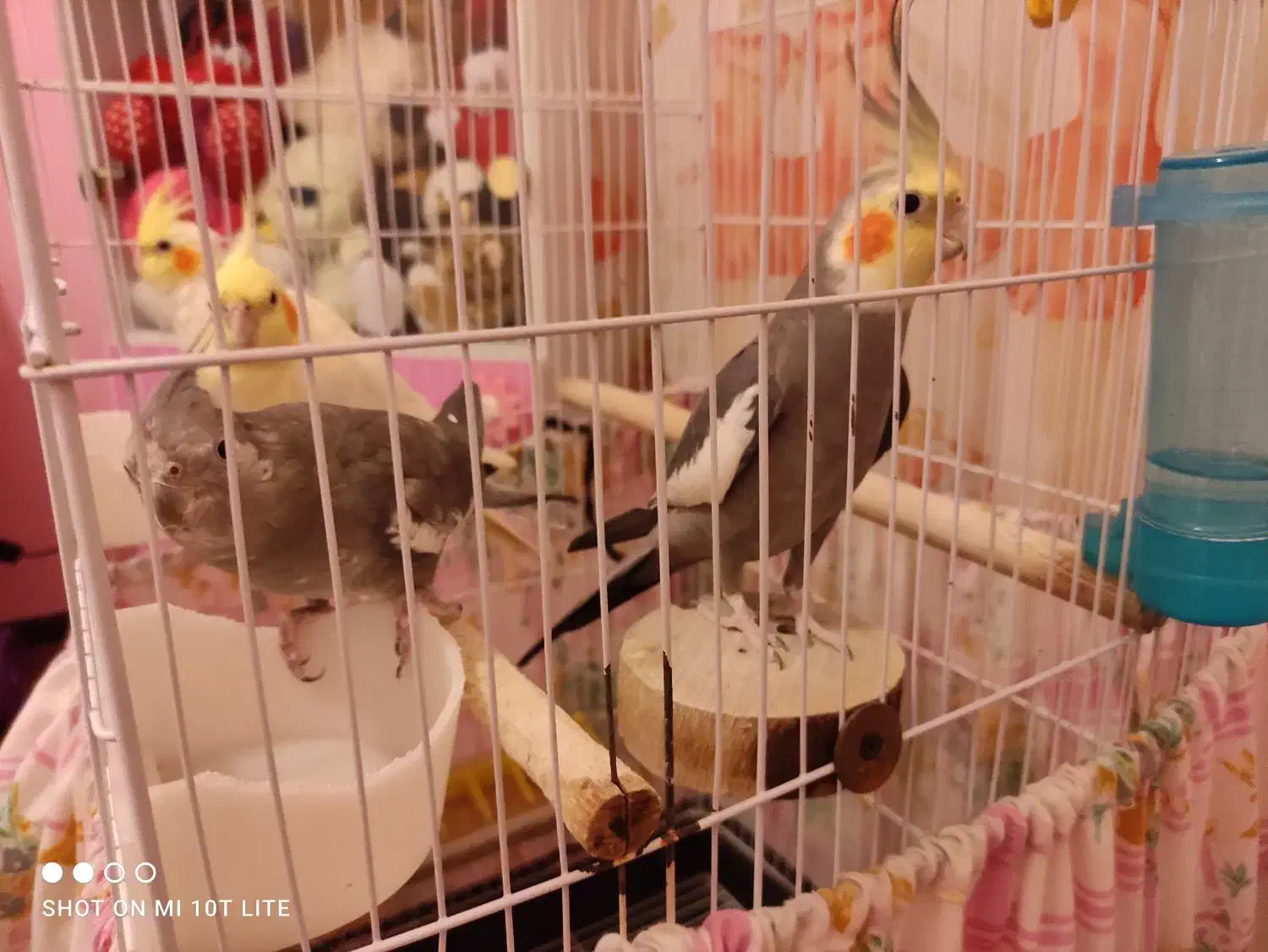 عروس هلندی جفت|پرنده|سهند, |دیوار