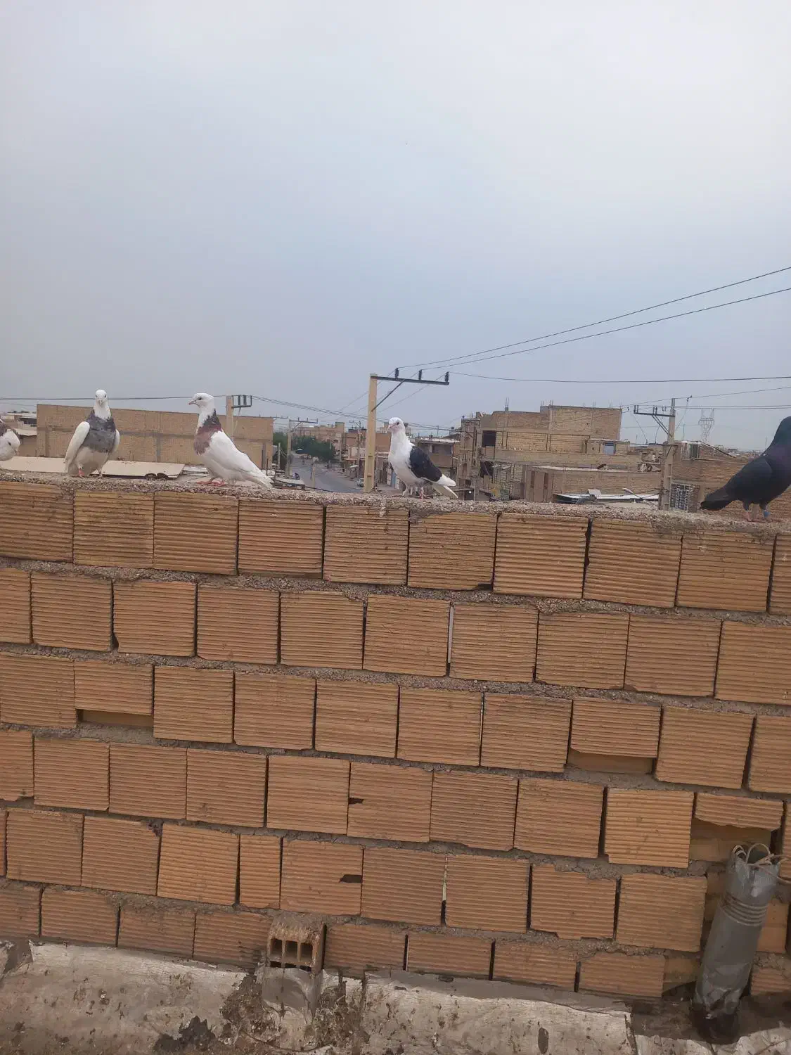 دوکتی بلقاری|پرنده|دزفول, |دیوار