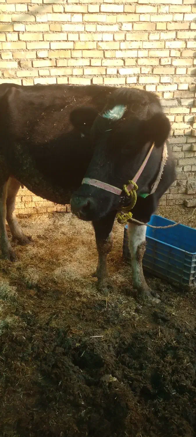 گاو|حیوانات مزرعه|شوشتر, |دیوار