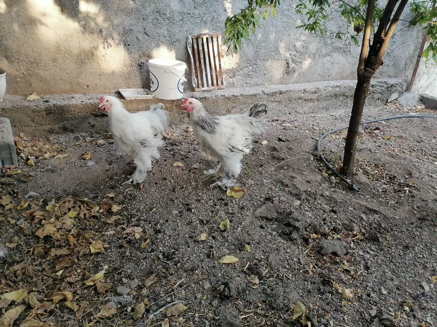 خروس برهما لایت|حیوانات مزرعه|هشتگرد, خور|دیوار