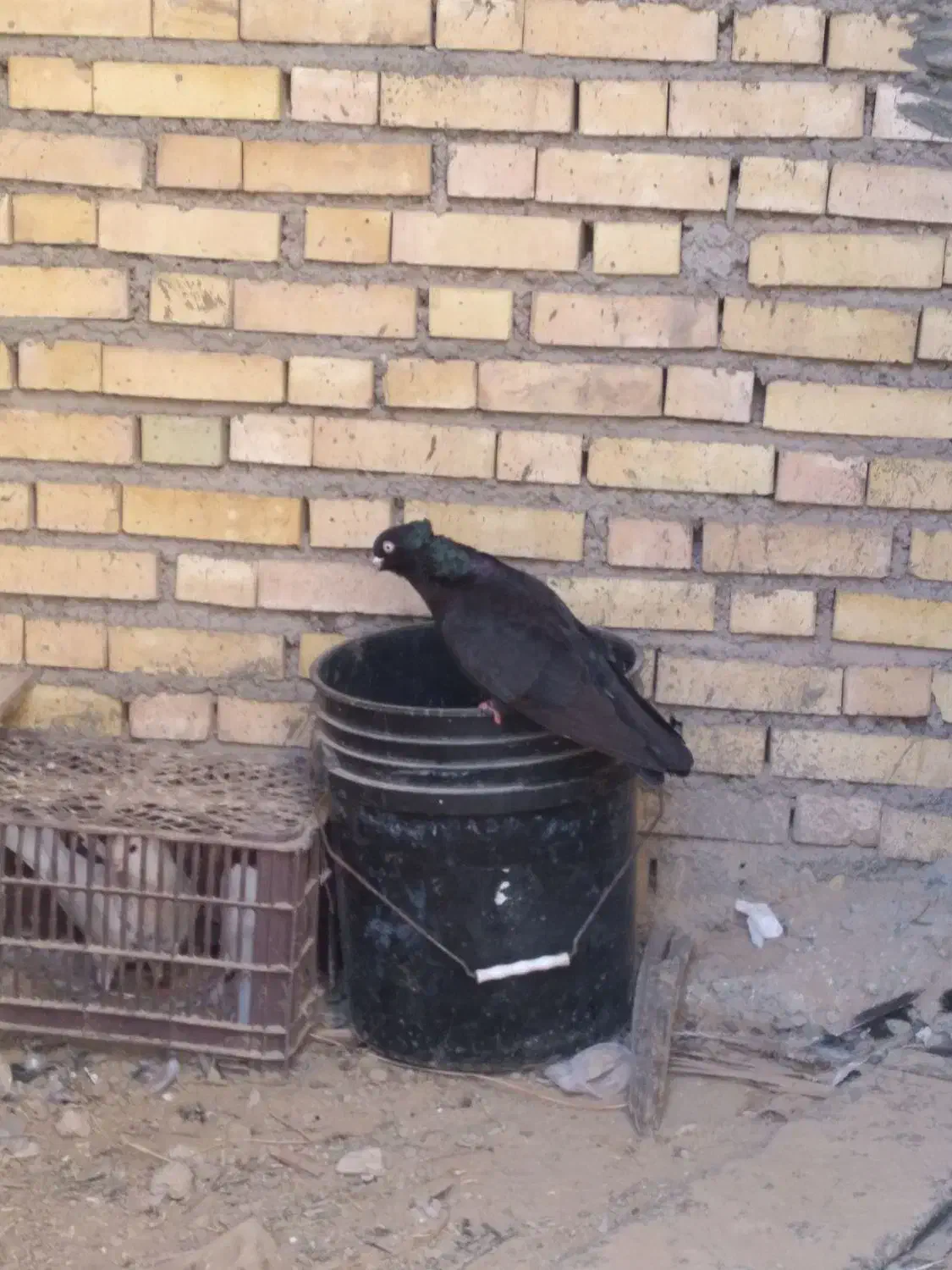 کبوتر زاغ ابادانی|پرنده|شادگان, |دیوار