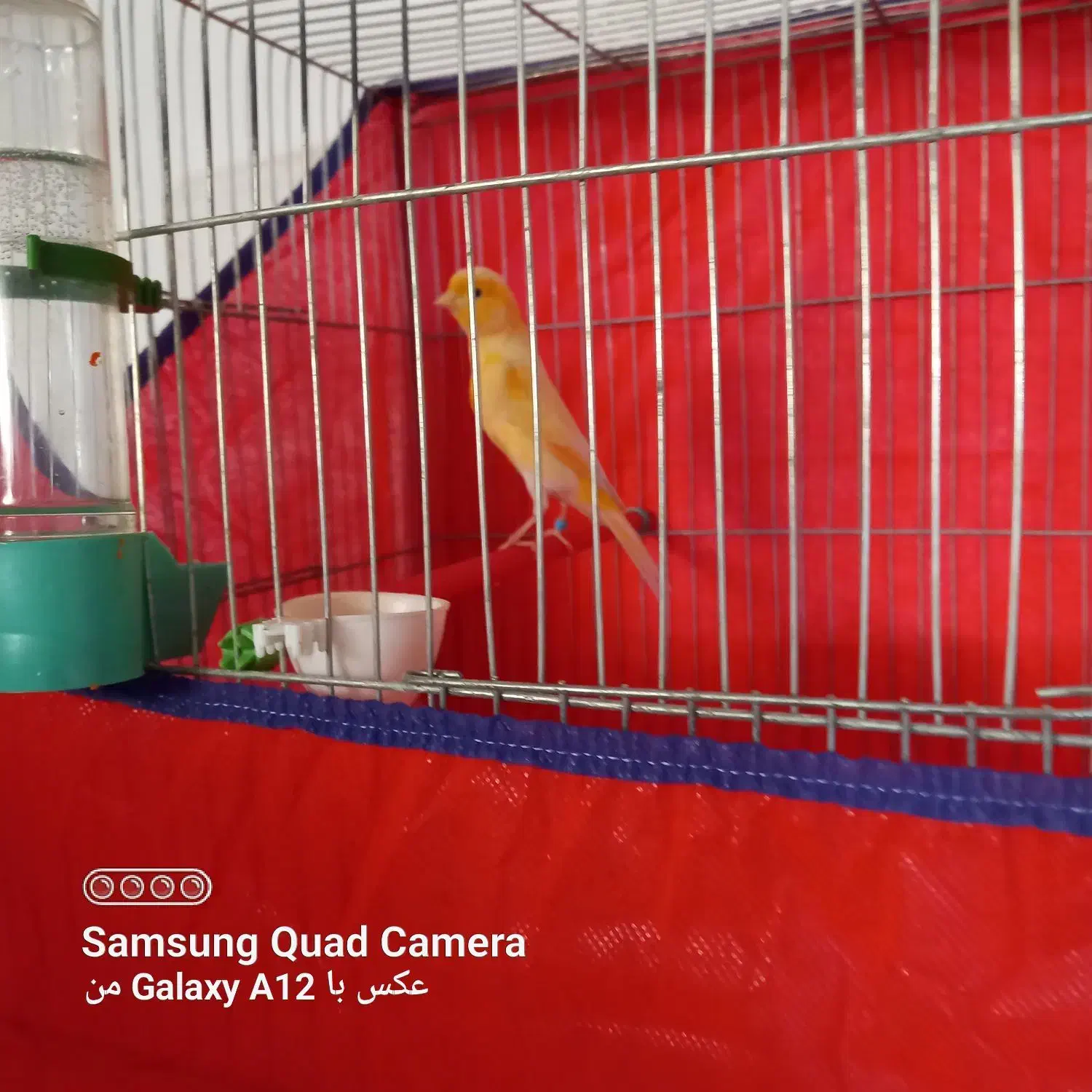 قناری|پرنده|ملایر, |دیوار