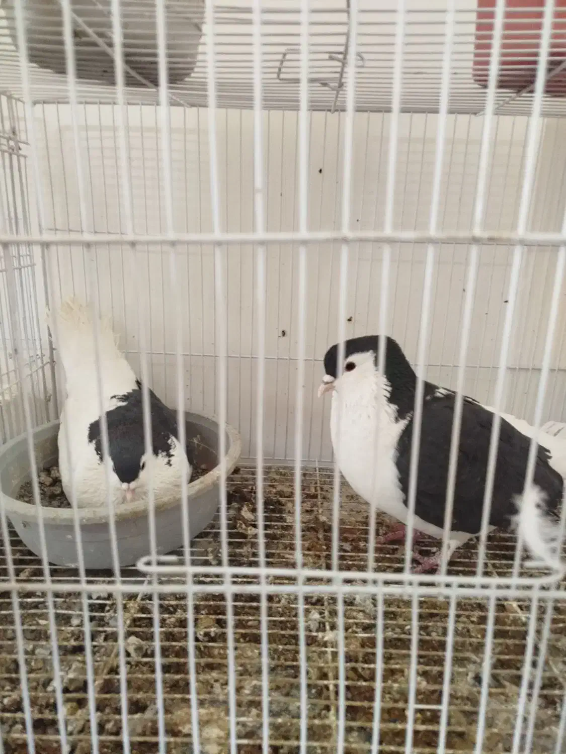 کفتر رنگه|پرنده|مشهد, مشکینی (شهرک غرب)|دیوار