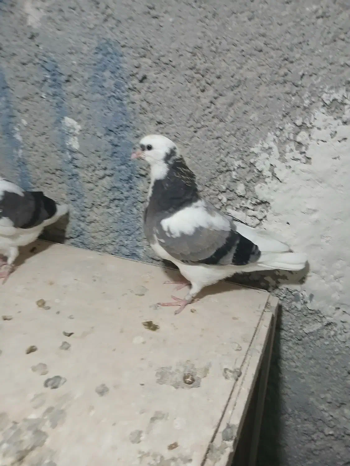 کفترپرشی|حیوانات|باقرشهر, |دیوار