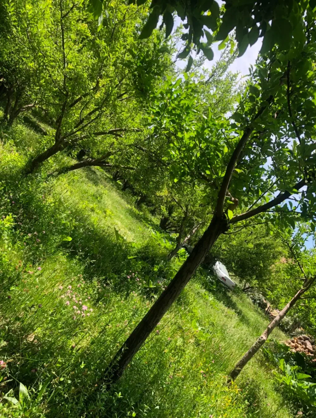 فروش باغ ثمری|فروش زمین و ملک کلنگی|سپیدان, |دیوار