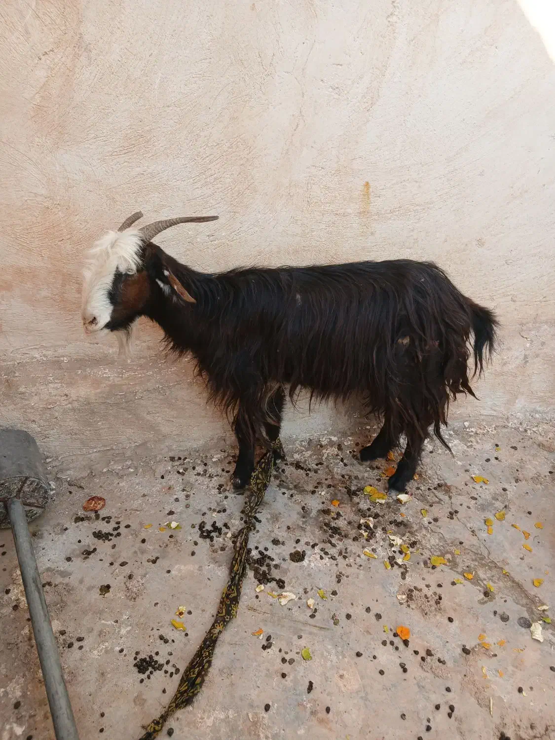 تیربز ترکی|حیوانات مزرعه|مسجد سلیمان, |دیوار