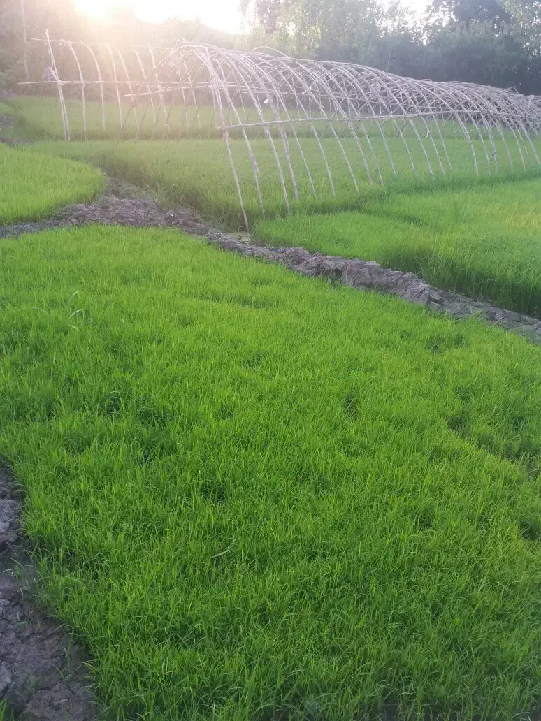 شالی دمسیاه درجه ۱|عمده‌فروشی|مینودشت, |دیوار