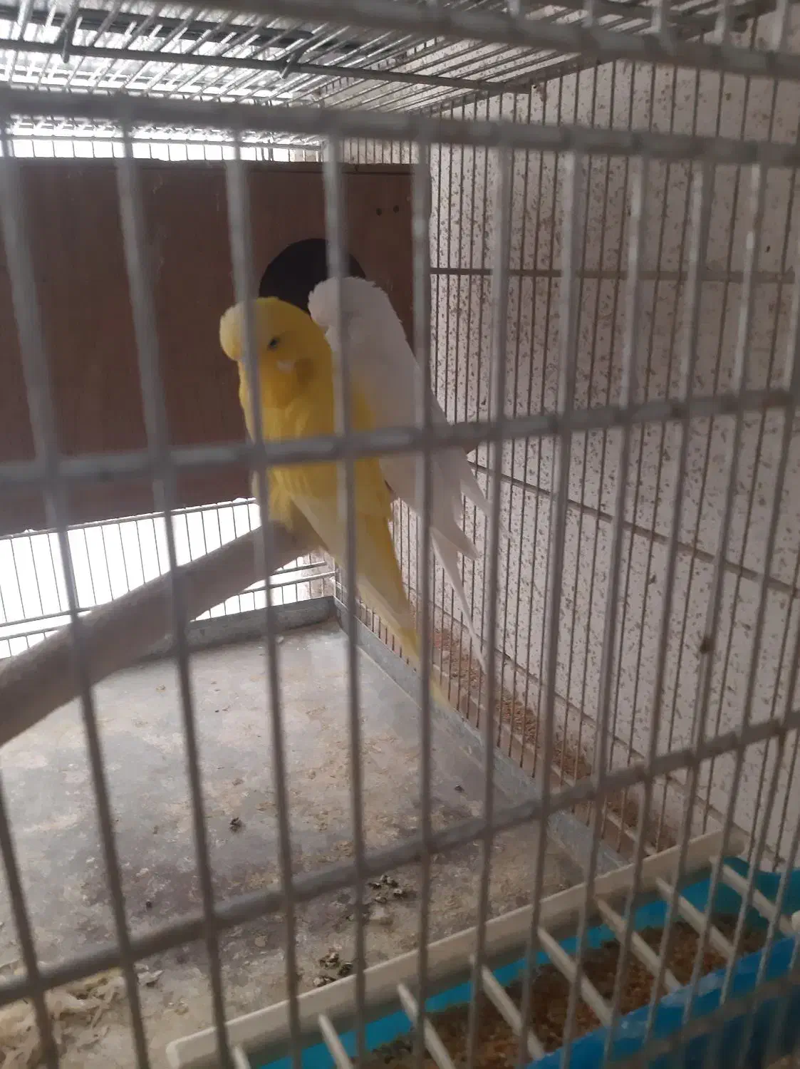 مرغ عشق هلندی گریدB جوجه داده|پرنده|اندیشه, اندیشه فاز ۵|دیوار