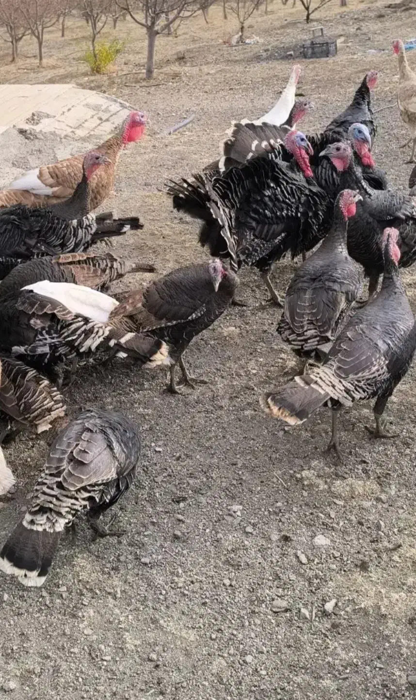 بوقلمون طبیعی|حیوانات مزرعه|اردبیل, |دیوار