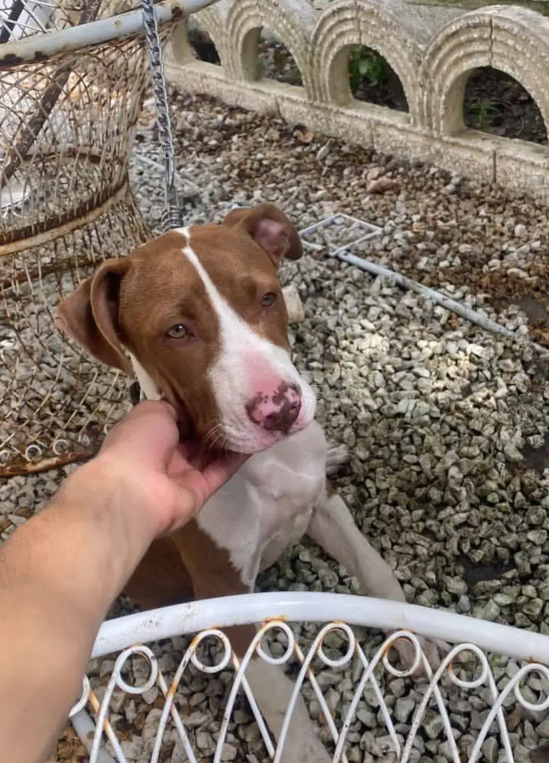 گمشده|حیوانات|قزوین, |دیوار