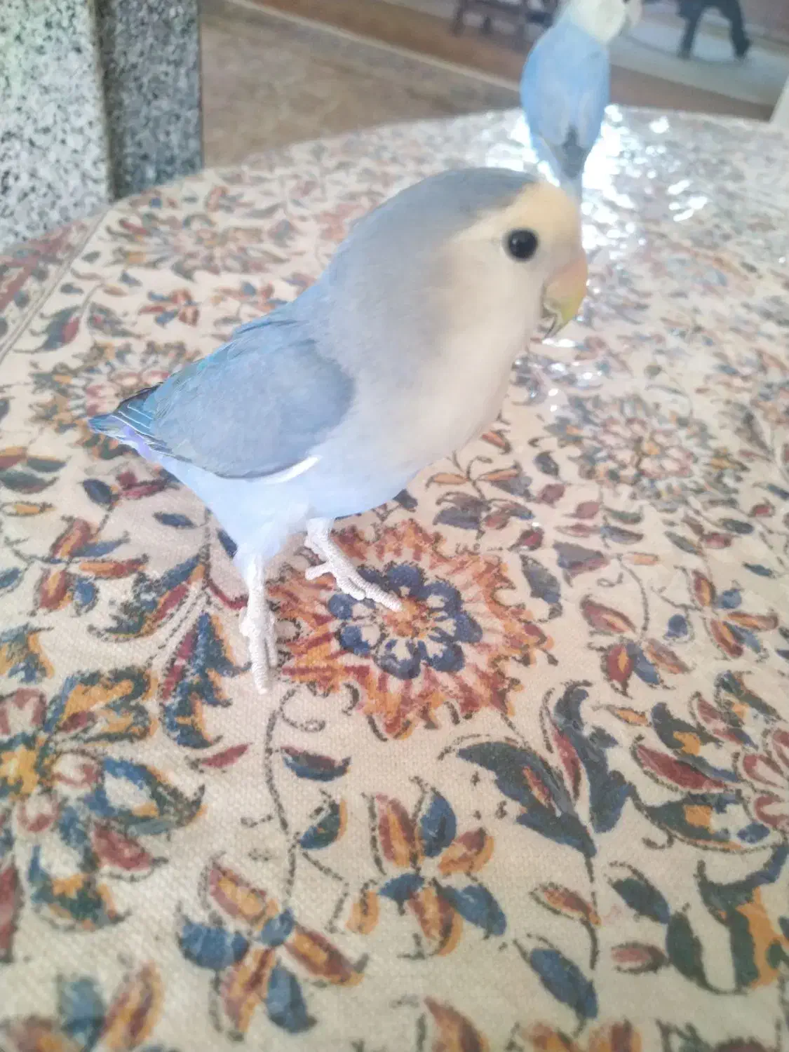 طوطی کتوله رام رام|پرنده|زرند, |دیوار