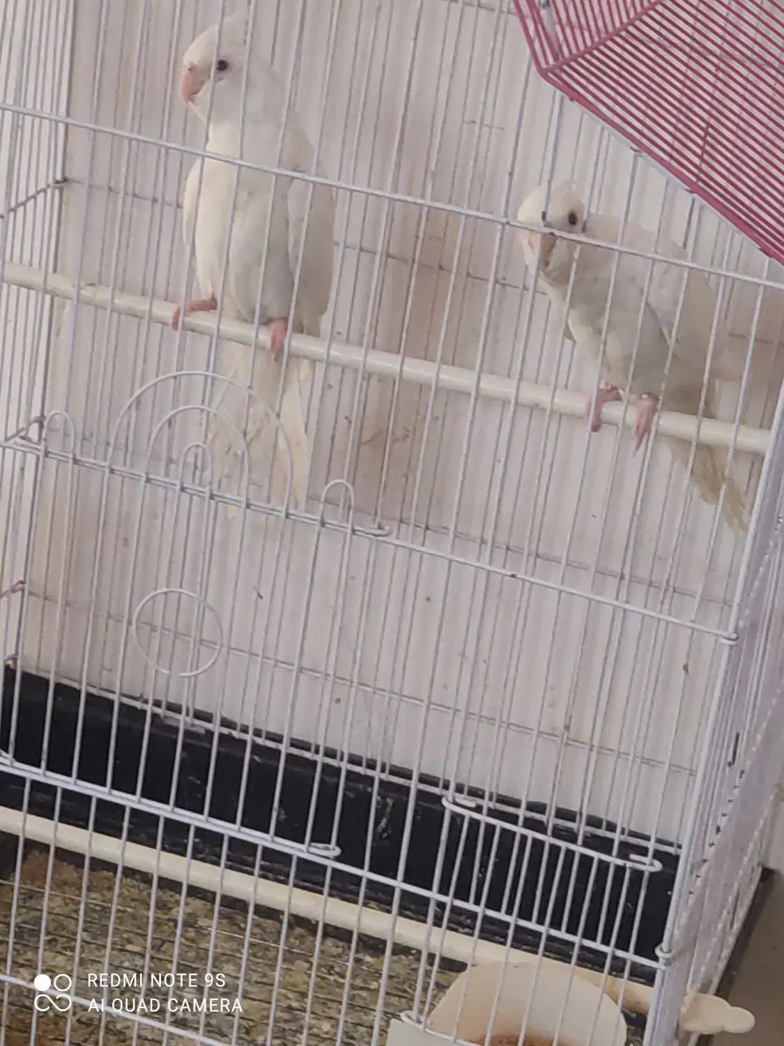 جوجه3ماهه لوتینو والبینوباجفت طوطی کتوله|پرنده|دزفول, |دیوار