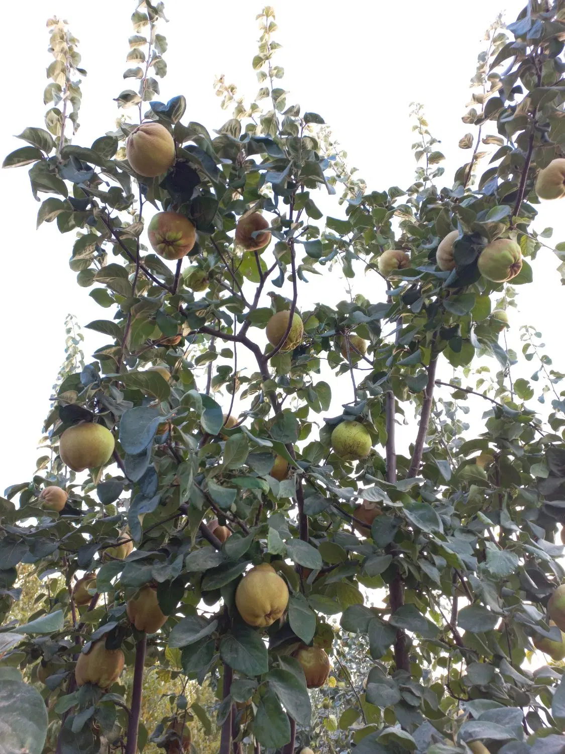 بِه|خوردنی و آشامیدنی|شیراز, ظفرآباد|دیوار