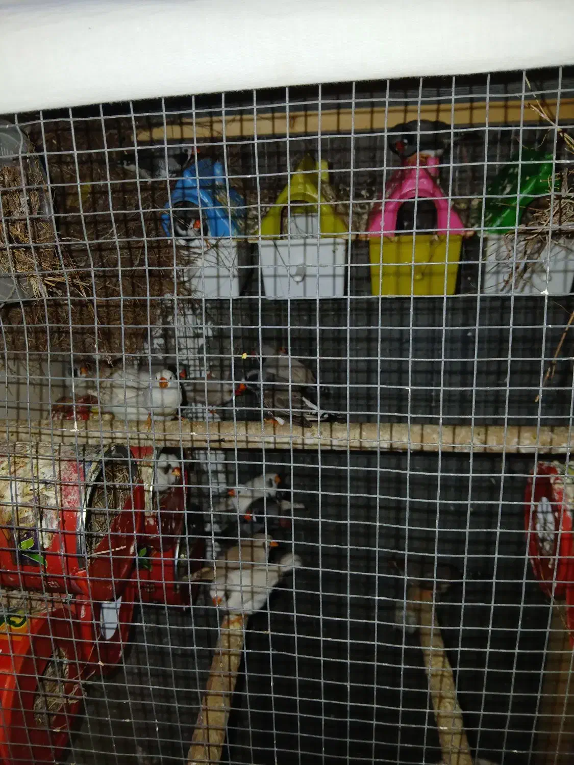 عروس هلندی وفنچ|پرنده|بندرلنگه, |دیوار